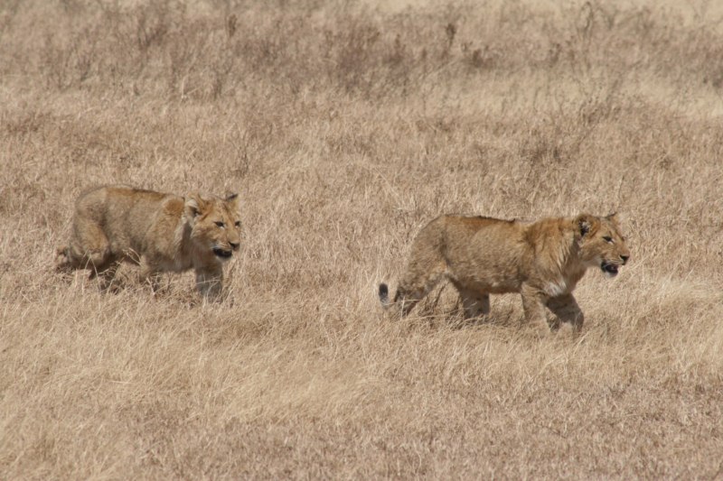 Lion cubs